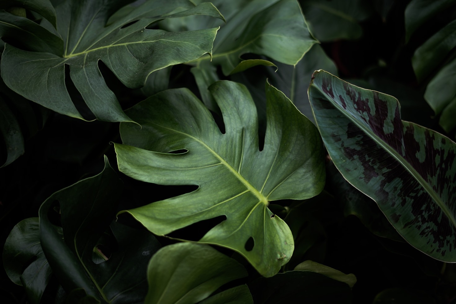 5 Easy Steps to Start Your First Garden