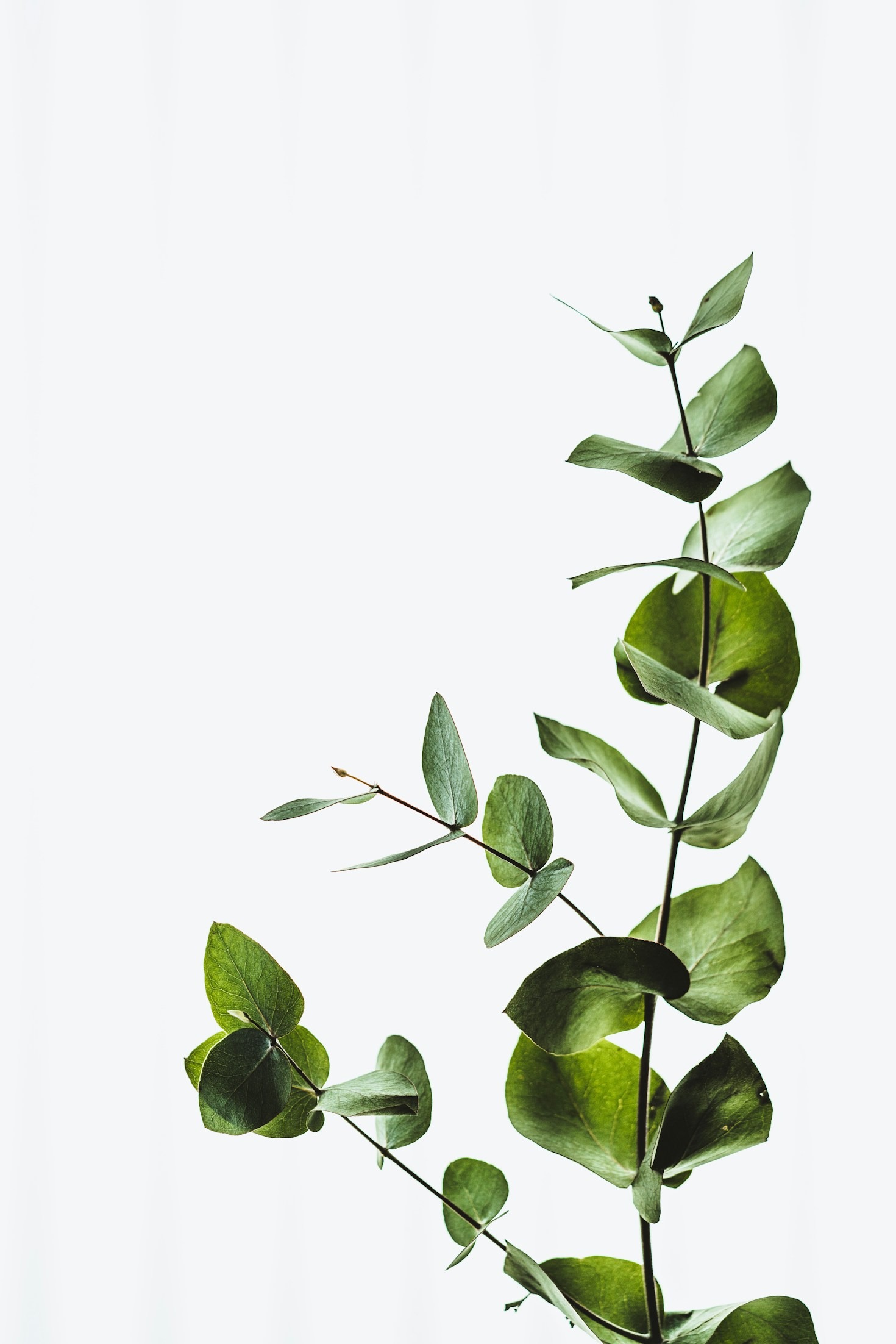 Exploring Rare and Exotic Plants