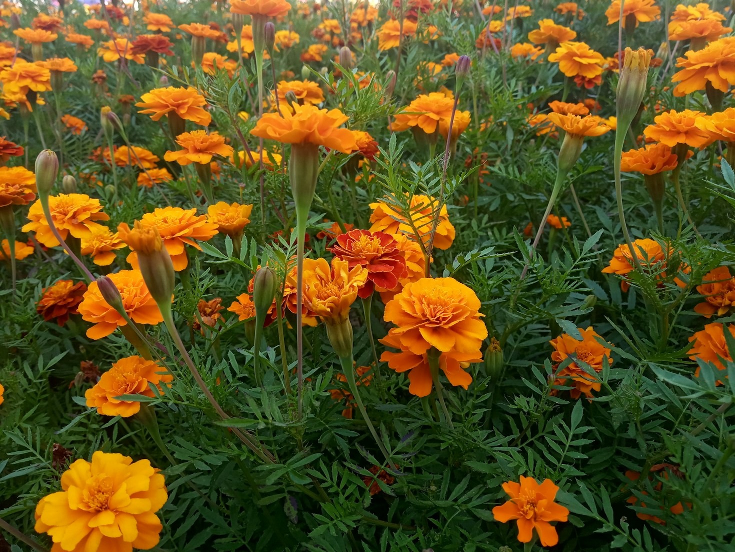 Tips for Sustainable and Eco-Friendly Gardening