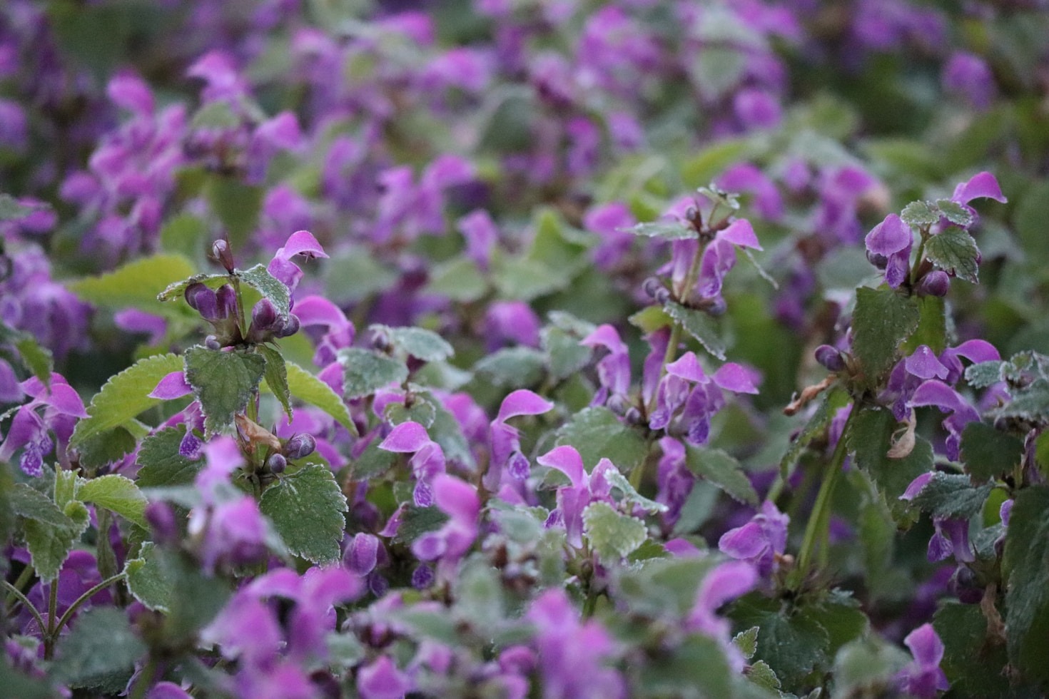 How to Build Lasting Connections Through Gardening